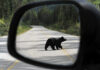 Drivers in Canada are being urged to watch out for wildlife on the road as summer approaches.